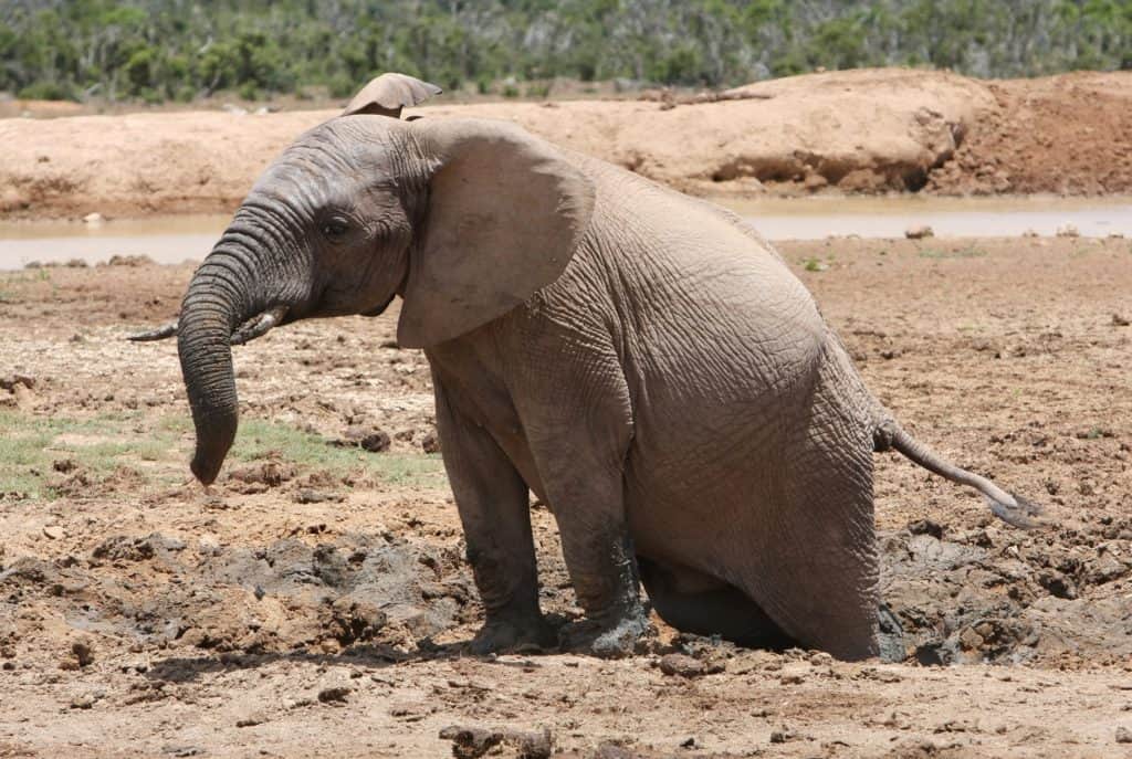 A Photo of an African elephant with hind legs stuck in the mud.