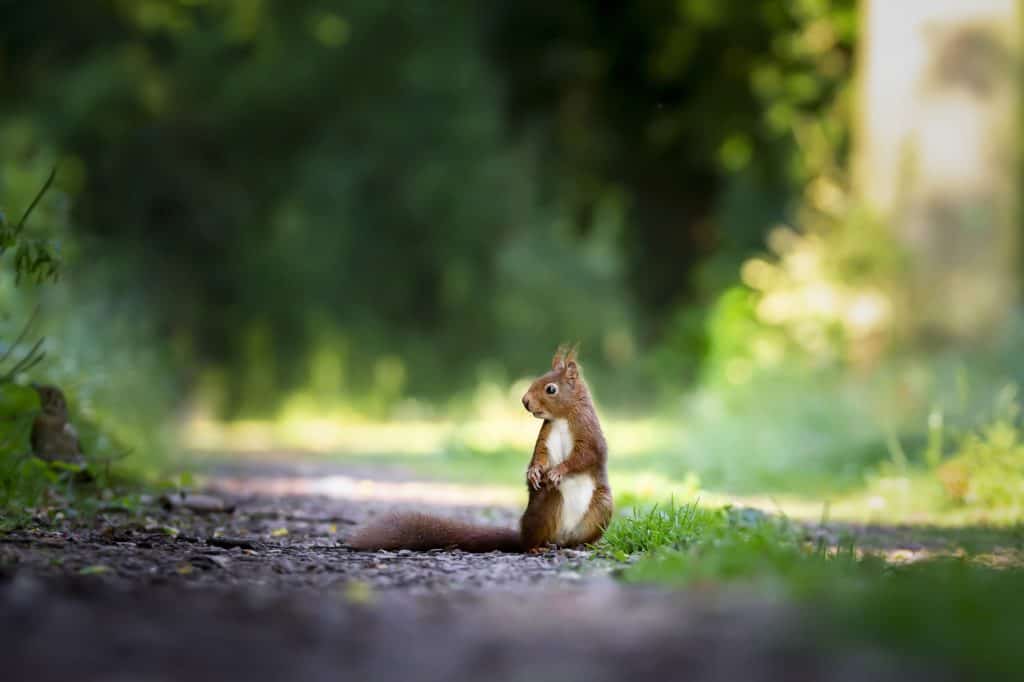 A photo of a squirrel looking very focused