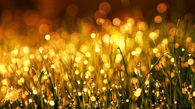 An image of magical grass all lit up.
