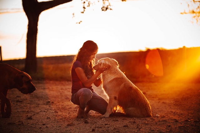 An image of a girl petting a dog.

All Photos by Helena Lopes from Pexels